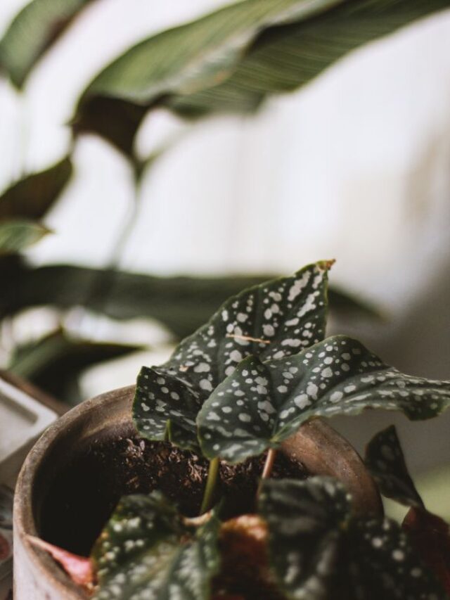 Begônia Maculata Descubra O Que Fazer Para Ter Essa Famosa Plantinha Sempre Saudável Folha Mix 